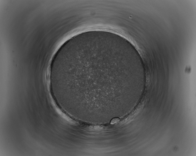 X0000100191515200805301236