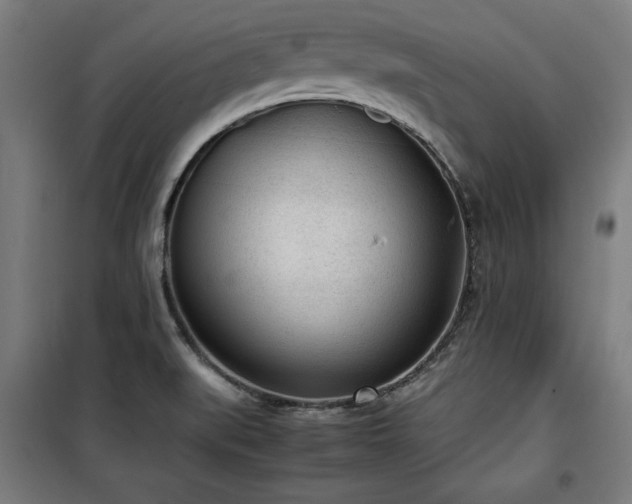 X0000100191519200805301236