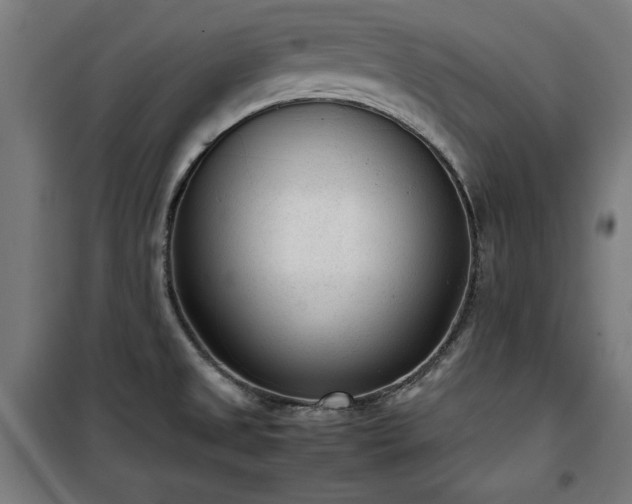 X0000100191525200805301236