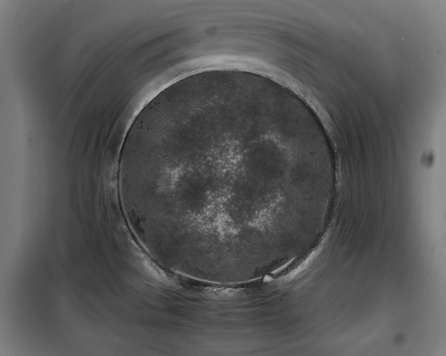 X0000100191529200805301236