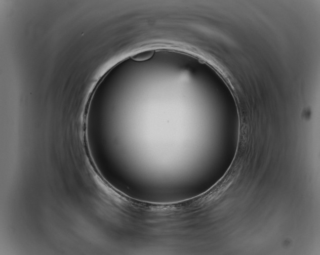 X0000100191535200805301237