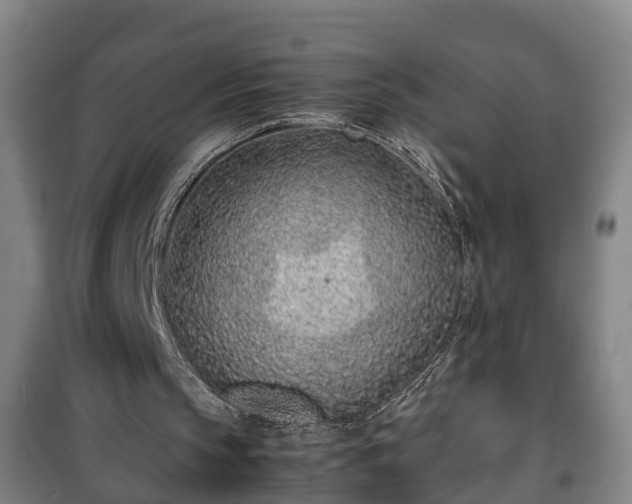 X0000100190145200806061306