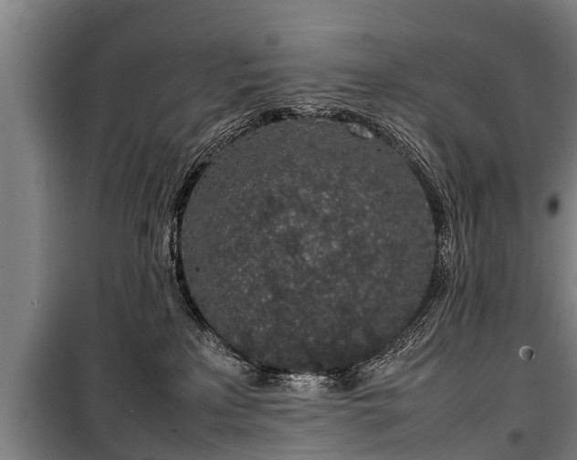 X0000100190233200806061306