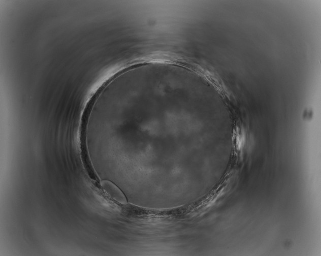 X0000100190292200806061305