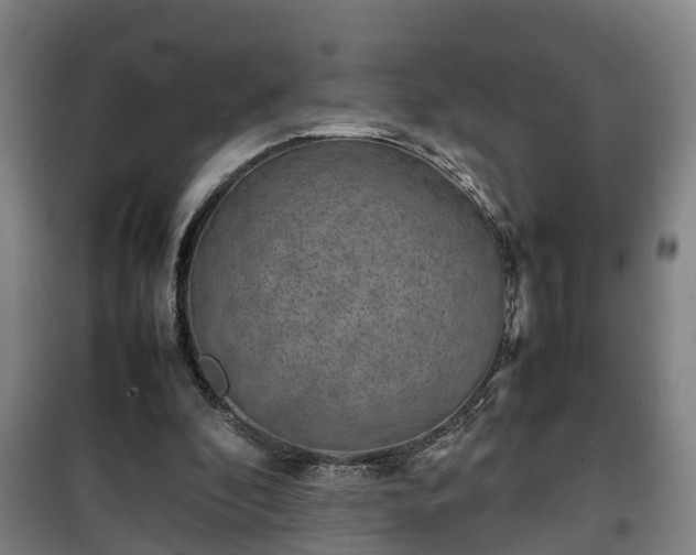 X0000100190296200806061305