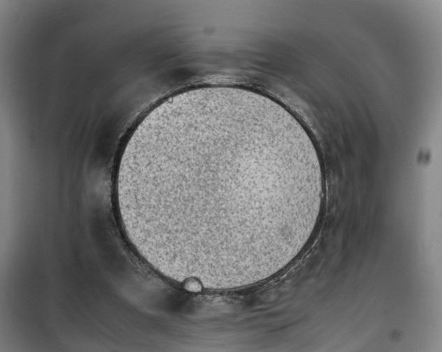 X0000100190297200806061305