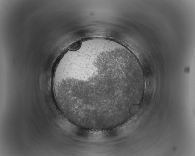 X0000100190301200806061305