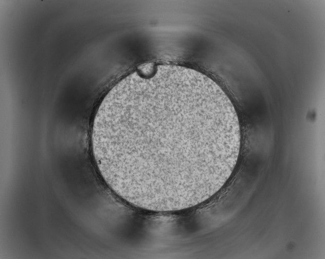 X0000100190313200806061305