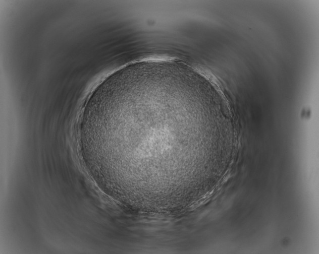 X0000100190337200806061304