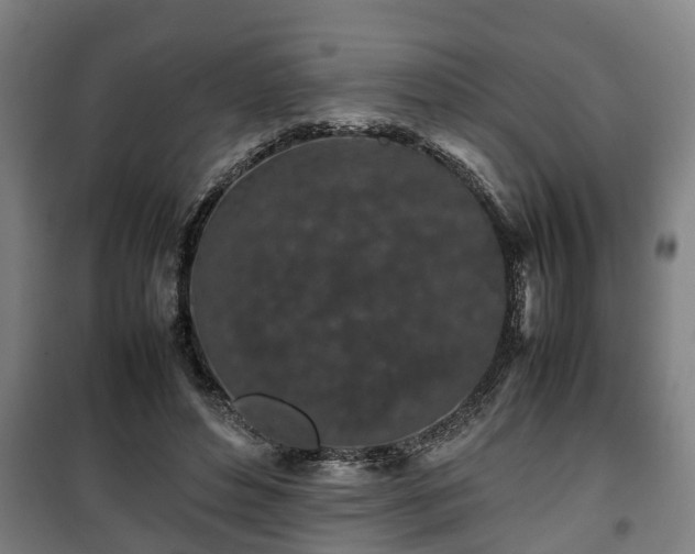 X0000100190496200806061302