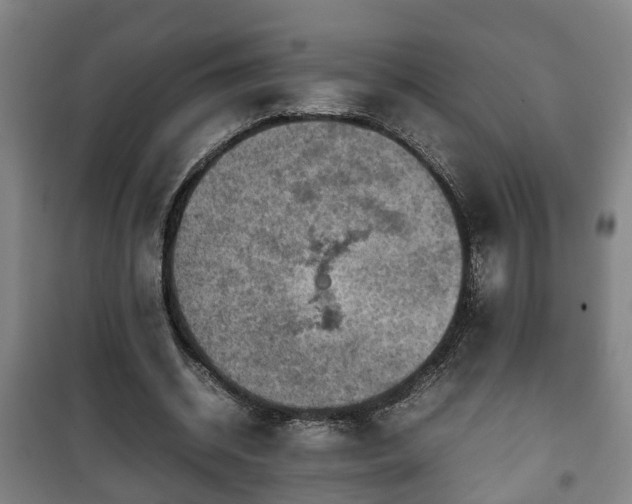 X0000100190534200806061301