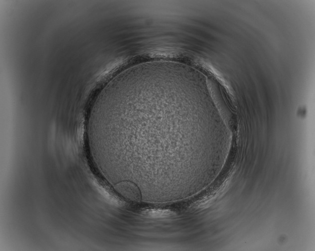 X0000100190637200806061259