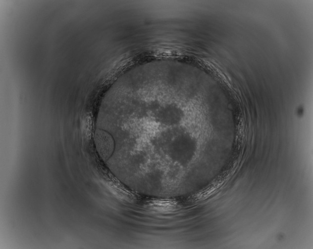 X0000100190659200806061259