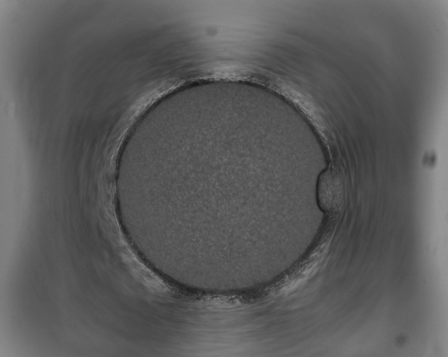 X0000100190673200806061259