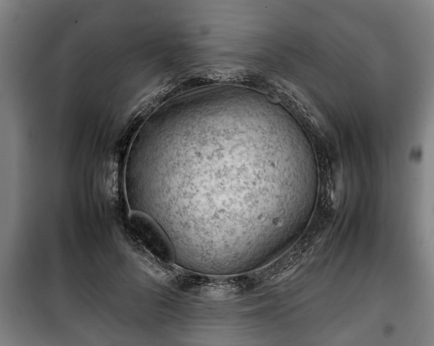 X0000100190696200806061258