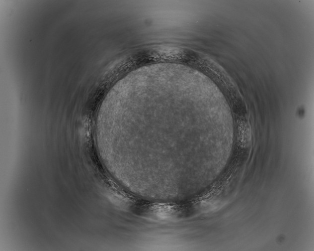 X0000100190701200806061258