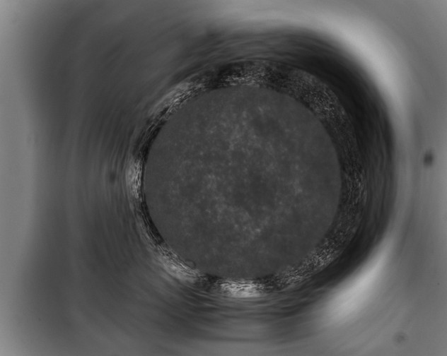 X0000100190767200806061258