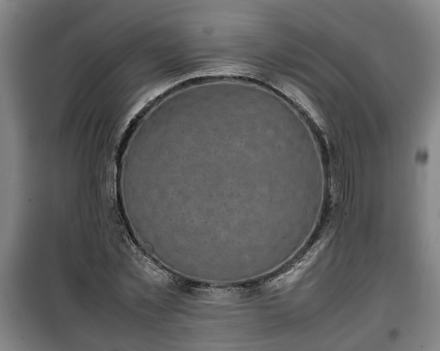 X0000100190781200806061257