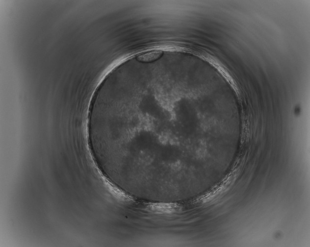 X0000100190853200806061256