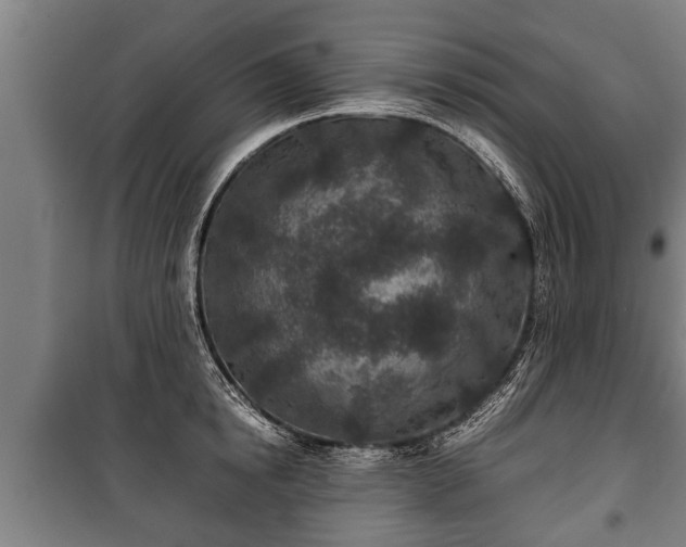 X0000100190854200806061256