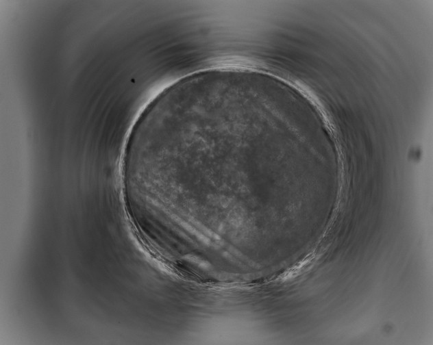 X0000100190864200806061257