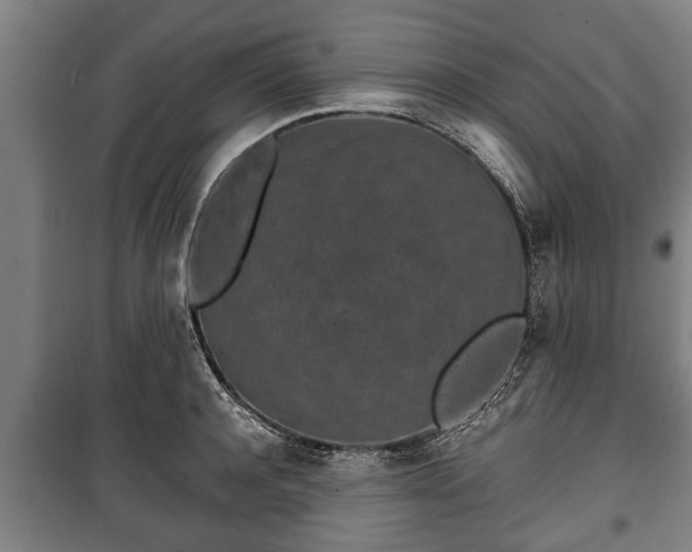 X0000100190944200806061255