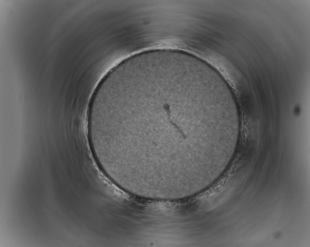 X0000100190950200806061255