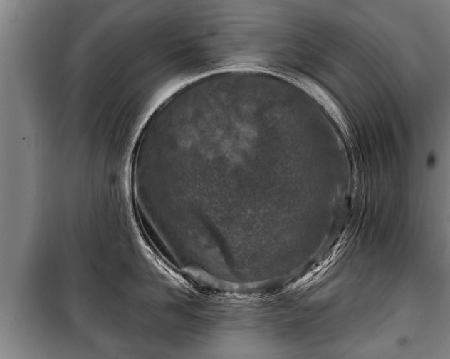 X0000100190958200806061255