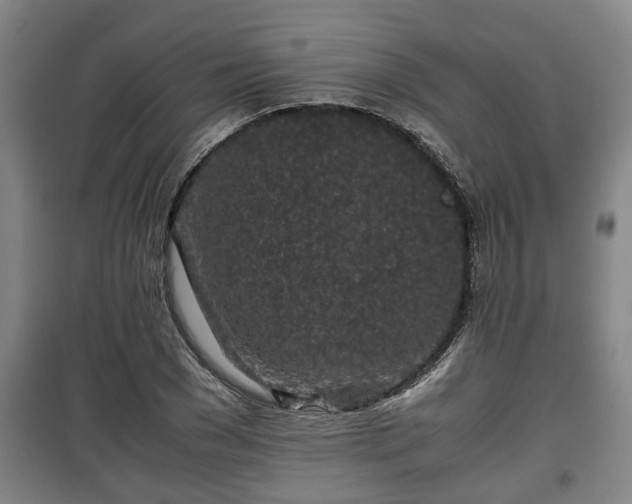 X0000100190977200806061254