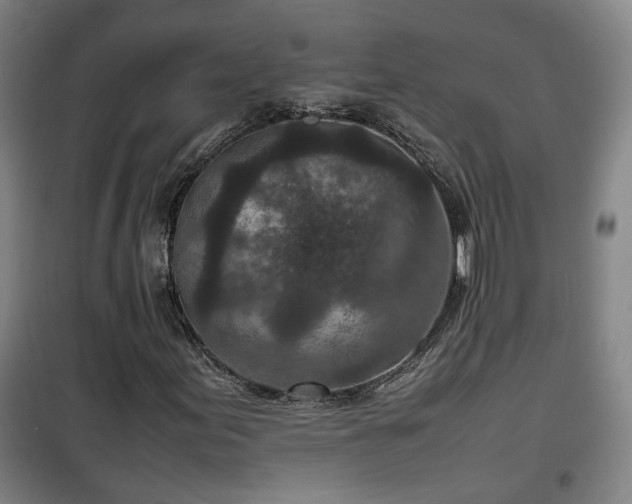 X0000100191155200806061251