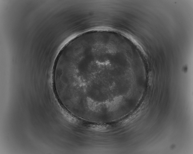 X0000100191229200806061251