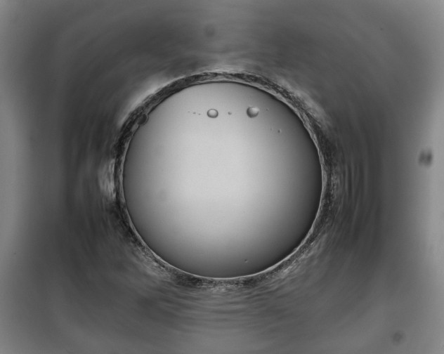 X0000100191262200806061250