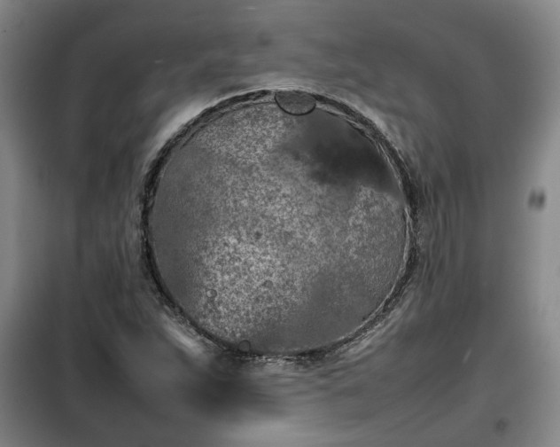 X0000100191263200806061250