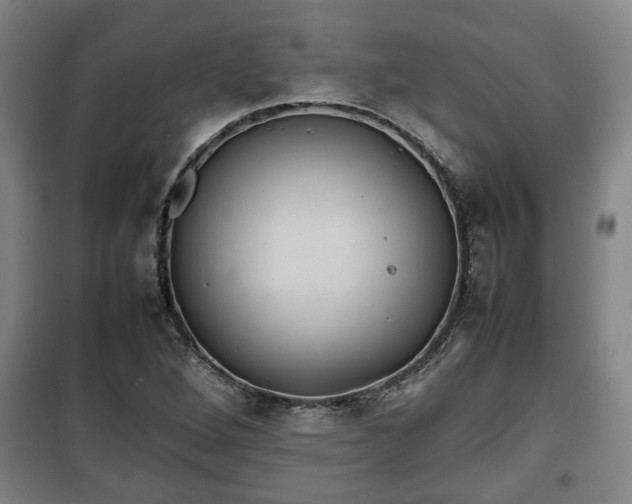 X0000100191264200806061250