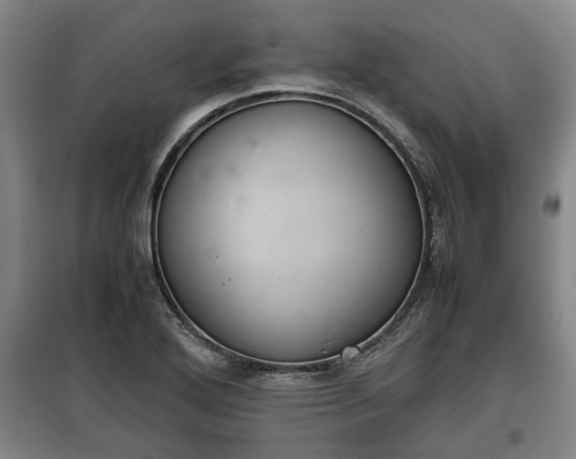 X0000100191272200806061250