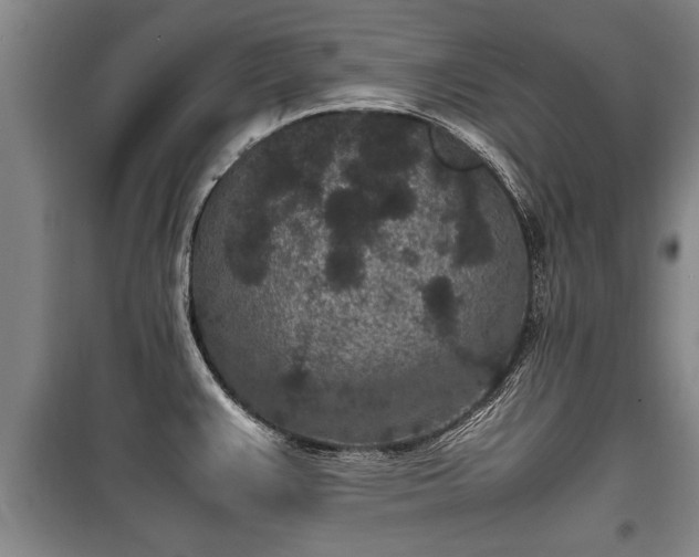 X0000100191383200806061248