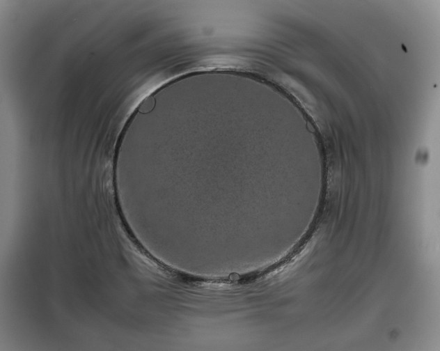 X0000100191465200806061247