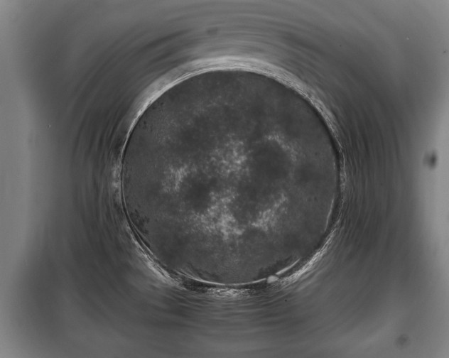 X0000100191529200806061246
