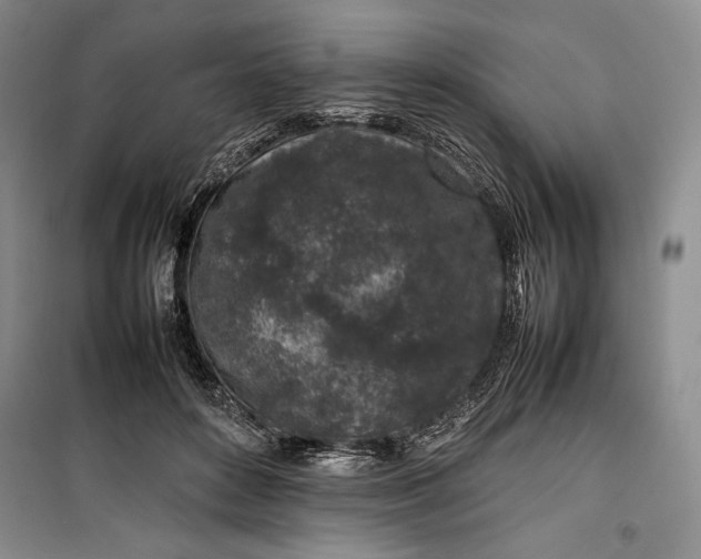 X0000100190504200806131211