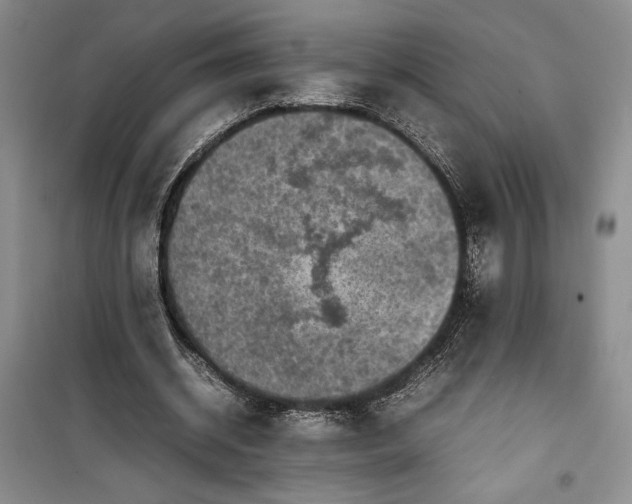 X0000100190534200806131210