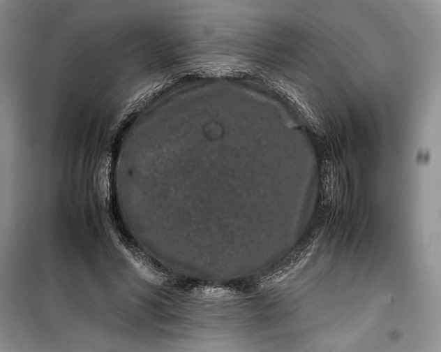 X0000100190590200806131209