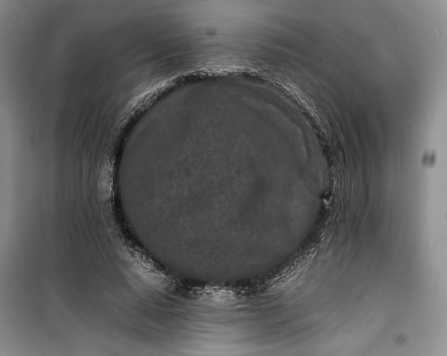 X0000100190640200806131208