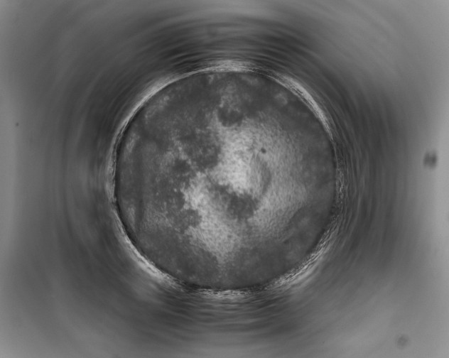 X0000100190851200806131206