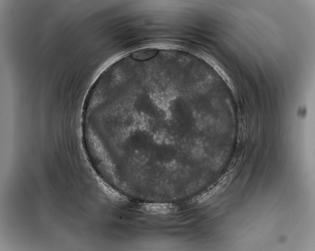 X0000100190853200806131206