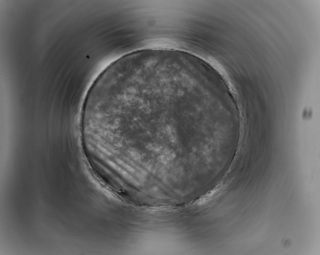 X0000100190864200806131206