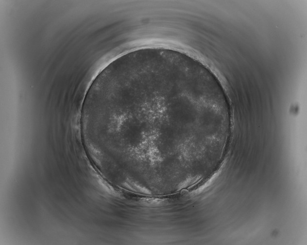 X0000100191529200806131155