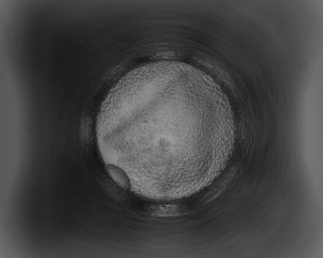 X0000100190361200806201259