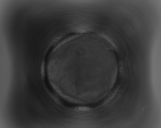 X0000100190590200806201256