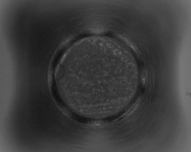 X0000100190736200806201254