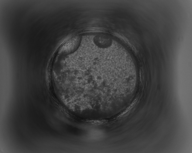 X0000100191405200806201245